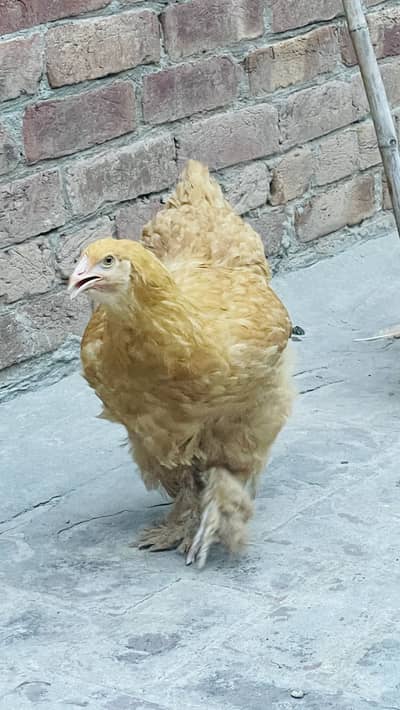 Golden buff