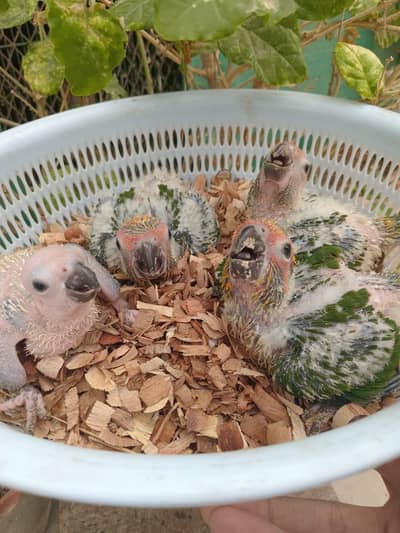 sunconure chicks for sale