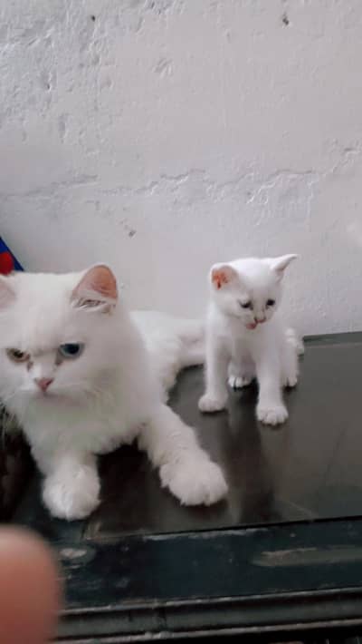 Persian cat