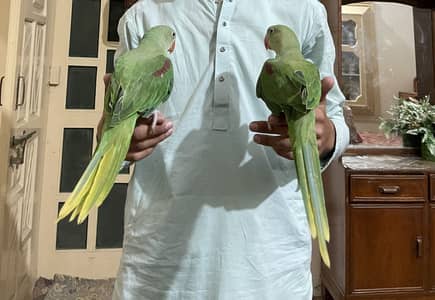 Raw parrots pair for sale