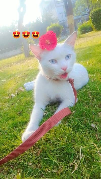 Persian Cat