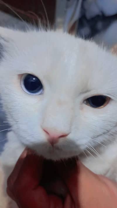 Persian cat odd-eyes