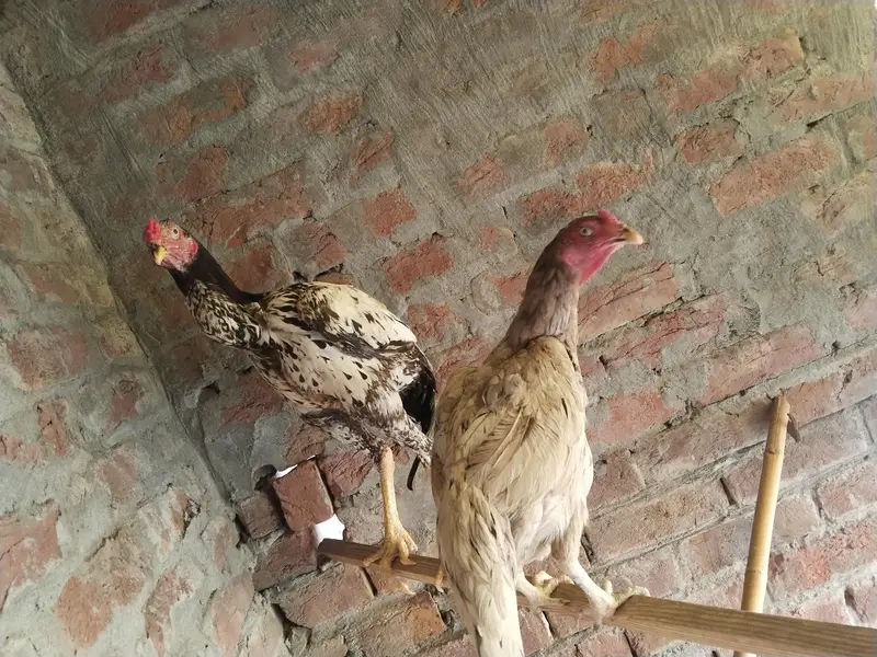 Salethhii Murgi or murga nasli ha . Rate bhi Kam hojaye ga Inshallah — photo 2