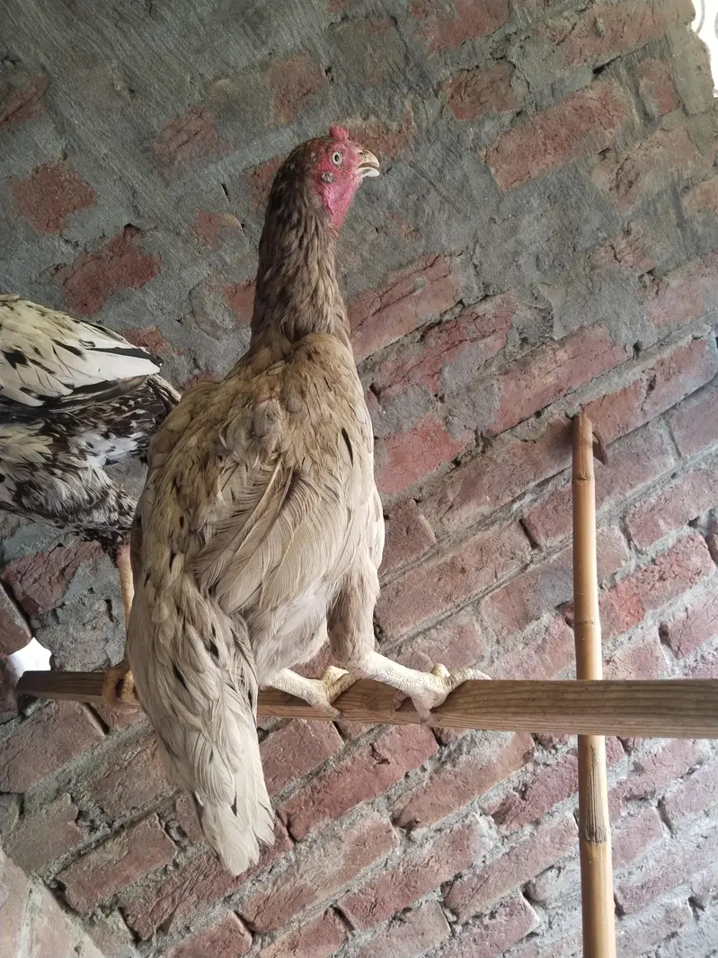 Salethhii Murgi or murga nasli ha . Rate bhi Kam hojaye ga Inshallah — photo 3