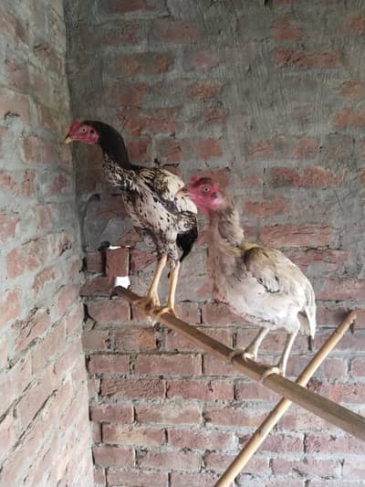 Salethhii Murgi or murga nasli ha . Rate bhi Kam hojaye ga Inshallah