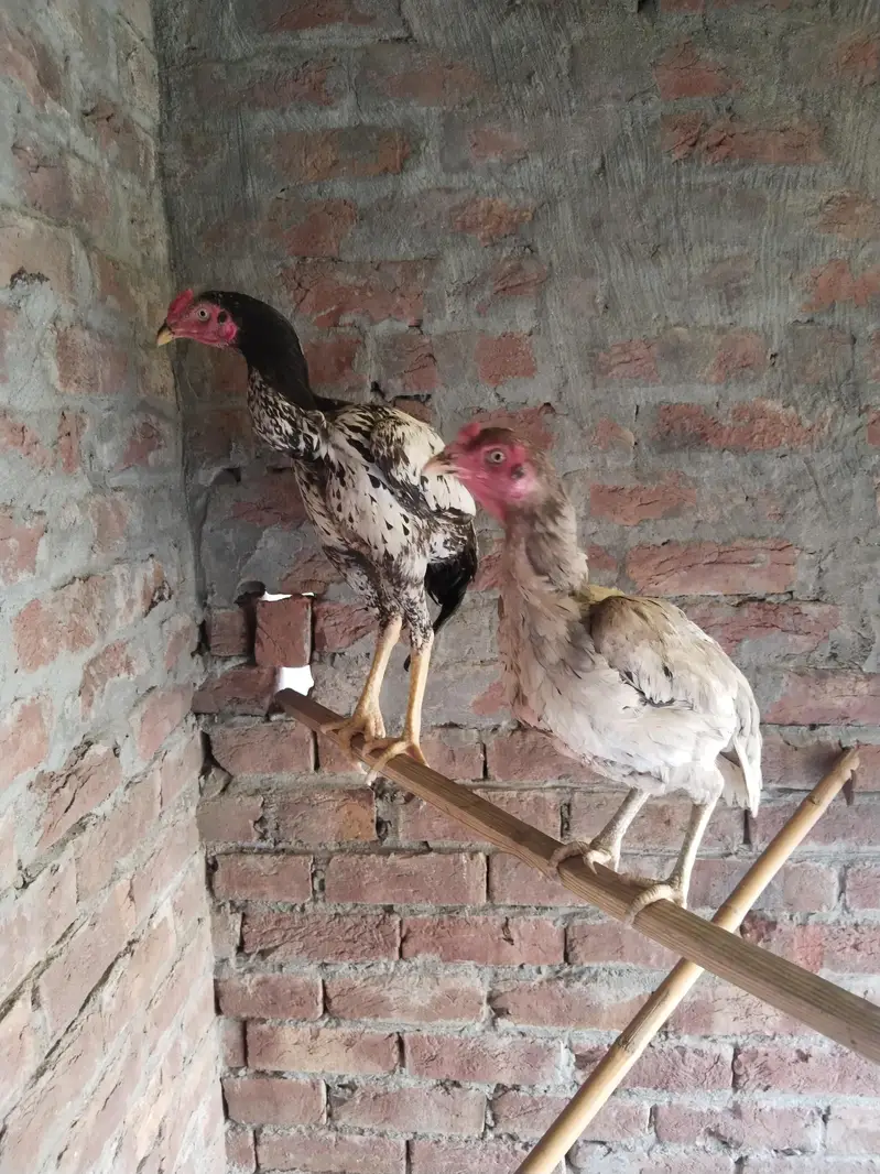Salethhii Murgi or murga nasli ha . Rate bhi Kam hojaye ga Inshallah