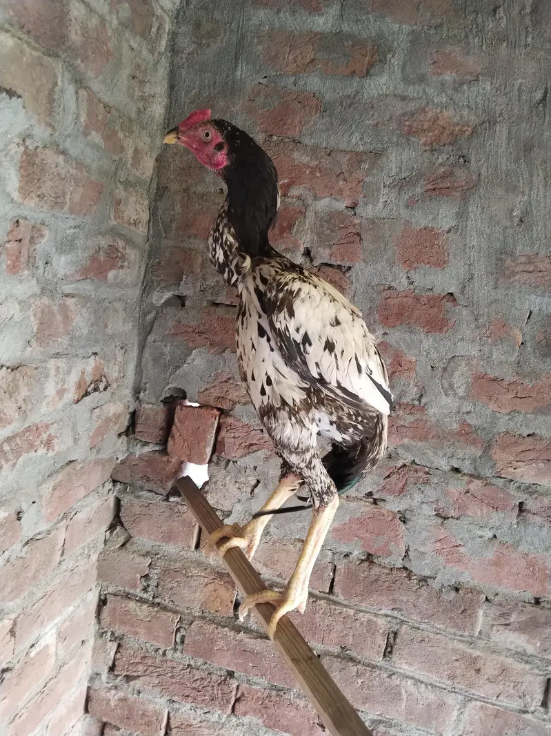 Salethhii Murgi or murga nasli ha . Rate bhi Kam hojaye ga Inshallah — photo 4