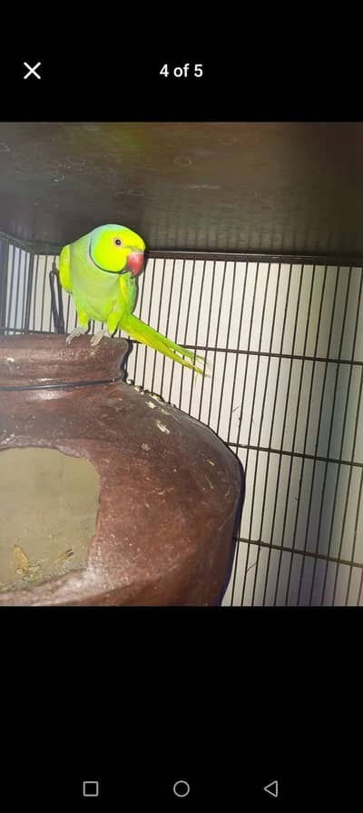 parrot