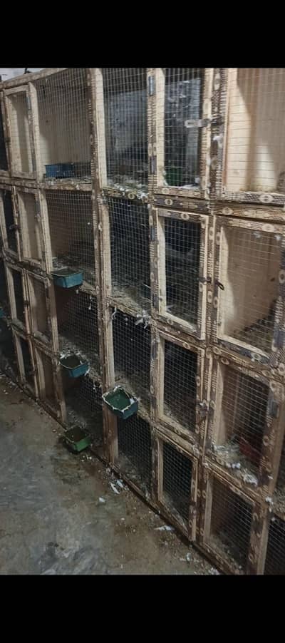 birds cages for sale