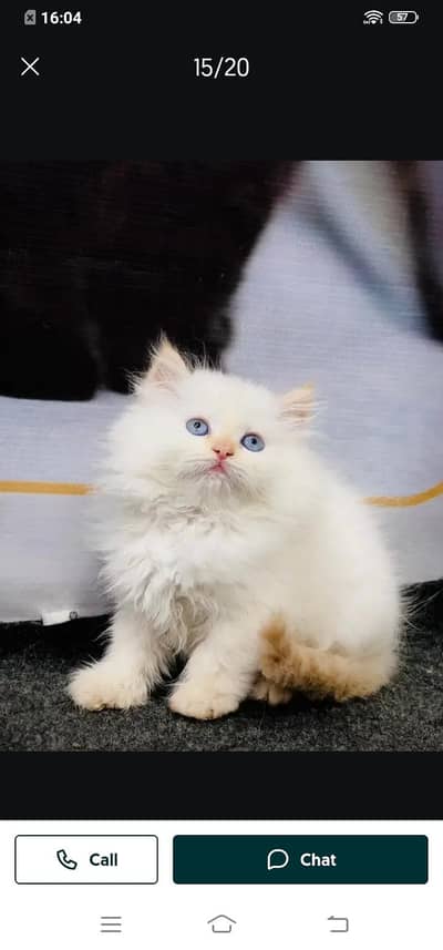 Persian cat for sale male or female my WhatsAppm03354718239