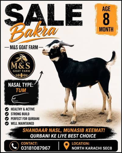 Bakra For sale