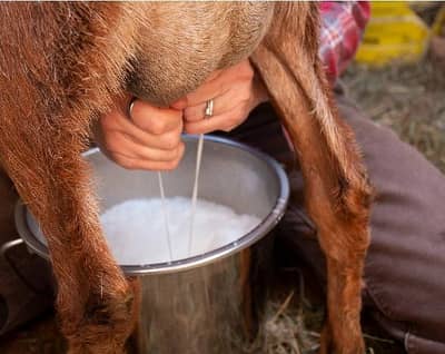 goat milk