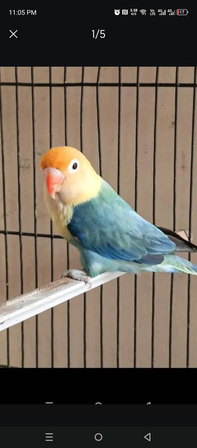 love birds and cage
