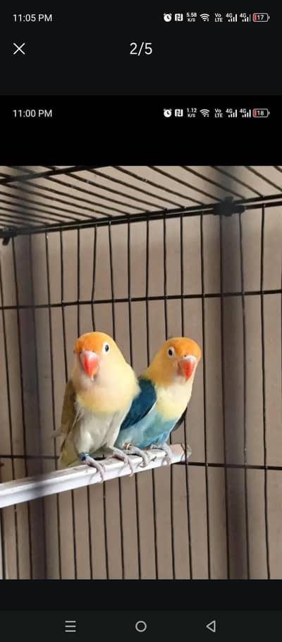 love birds and cage