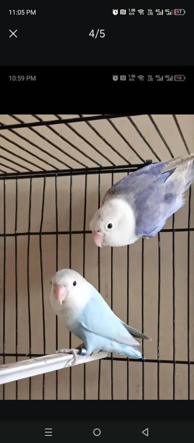 love birds and cage