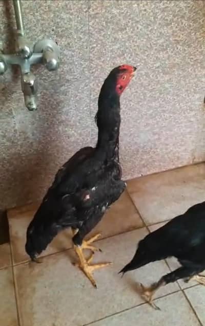 shamo aseel urgent sale