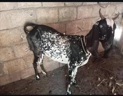 ak bakri for sale
