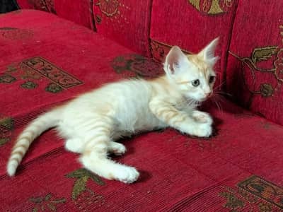 Ginger Cat Healthy and Playful