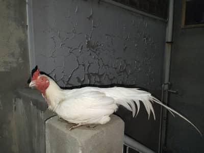 Heera aseel lakhi aseel female