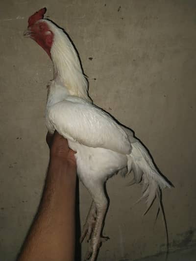Heera aseel lakhi aseel female