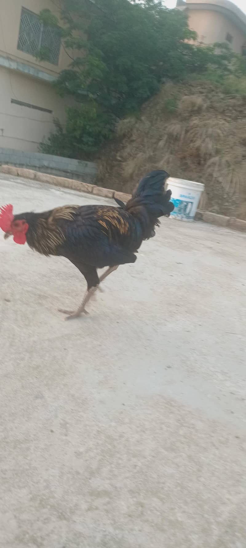 dasi nir 6