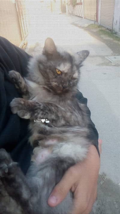 single coated black Persian female cat