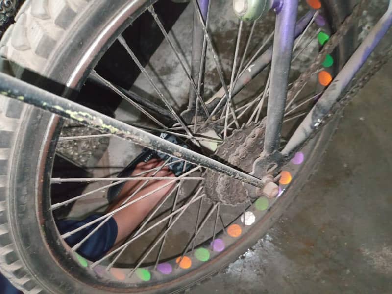 phonix cycle 1