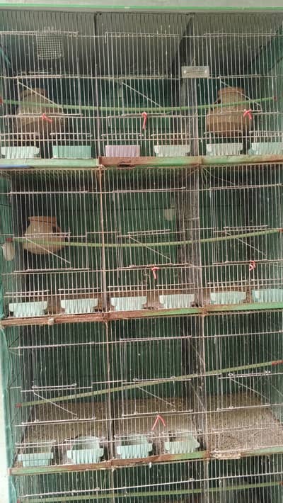 Pairing cage | Jawa | finches | bagis parrots
