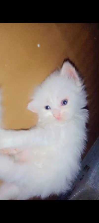 Persian kittens  available limited offer