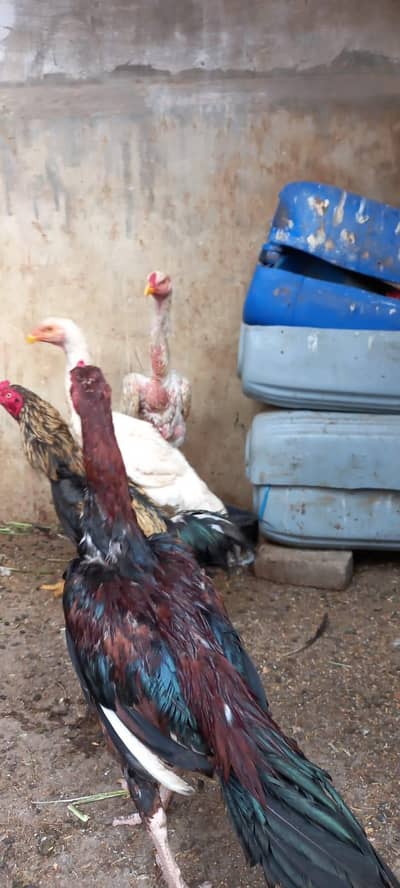 pure breed white german o shamo pair