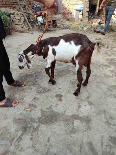 taddi Bakra khera