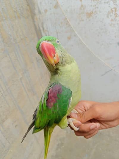 Green pahari parrot