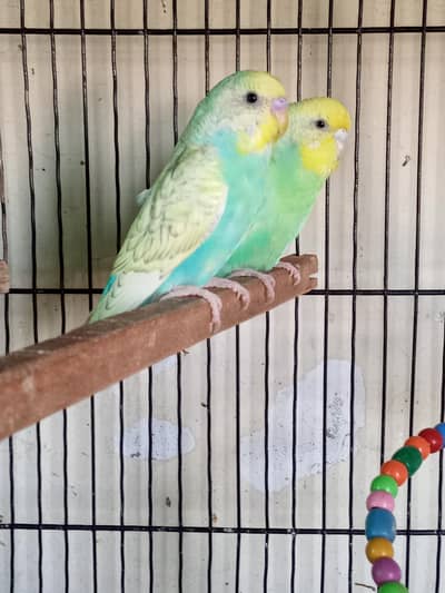 Rainbow  Bugiee breeder pair