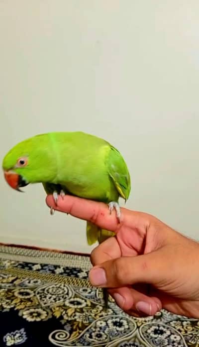 ringneck hand tim green parrot