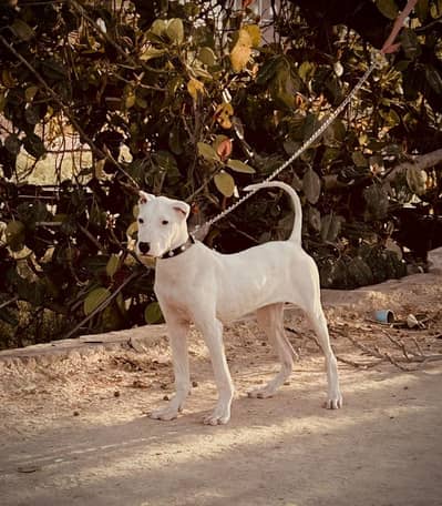gulteria dog