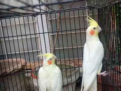 cocktails