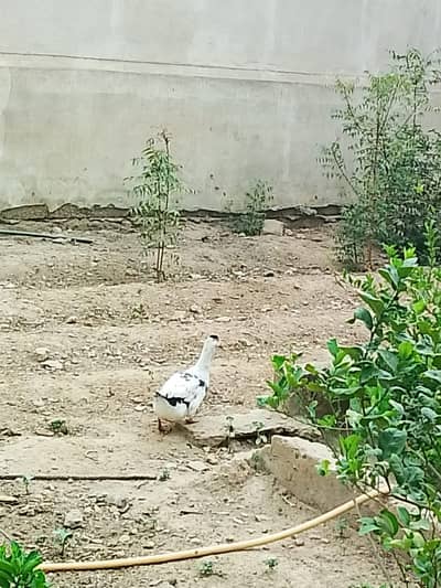 Male Ancona duck breeder