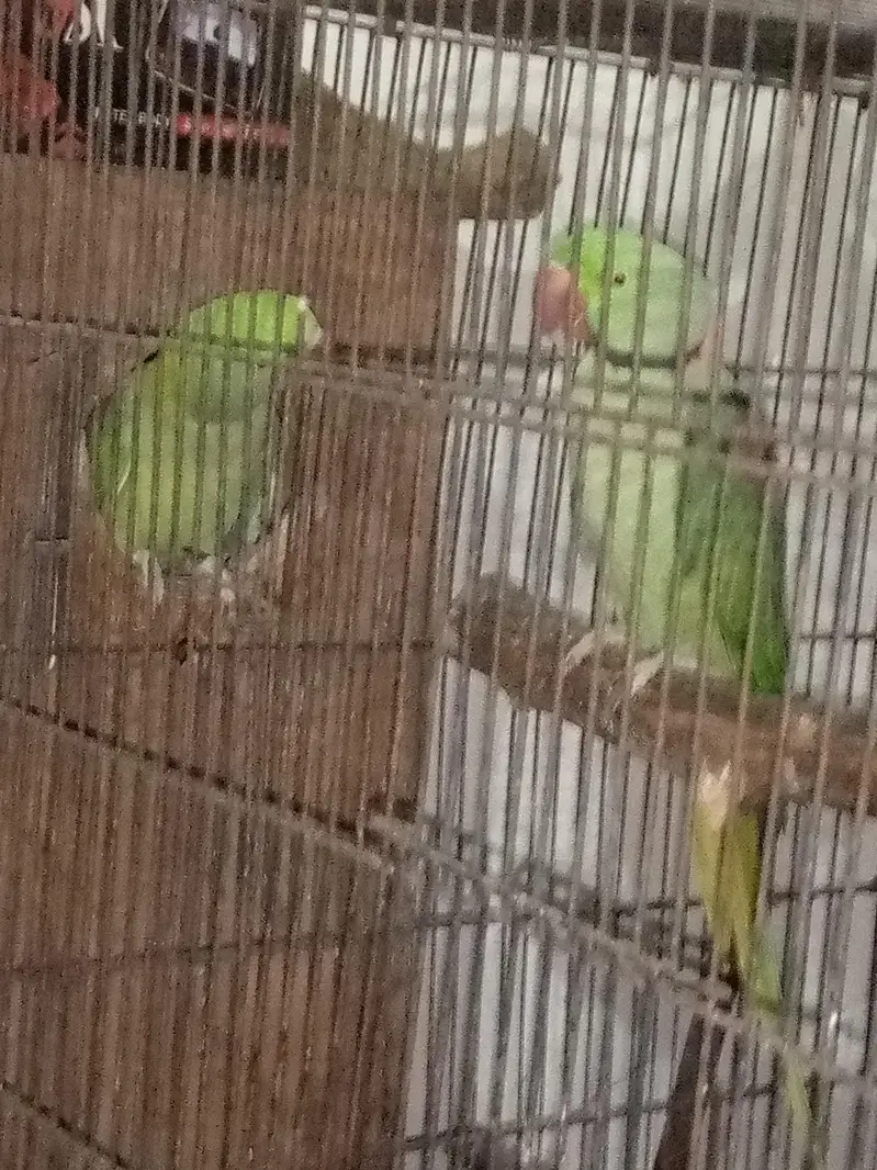 Breeder parrot pair