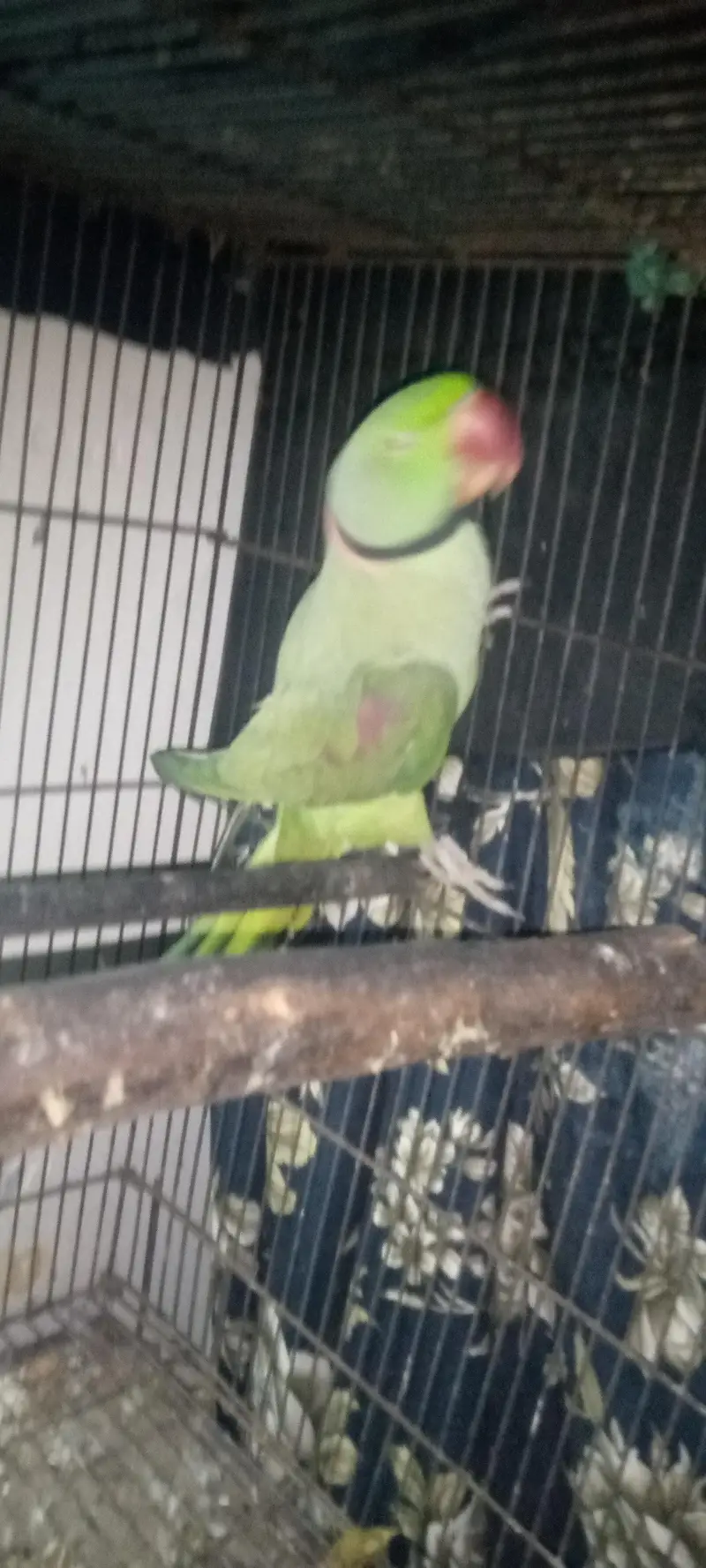 Breeder parrot pair — photo 2