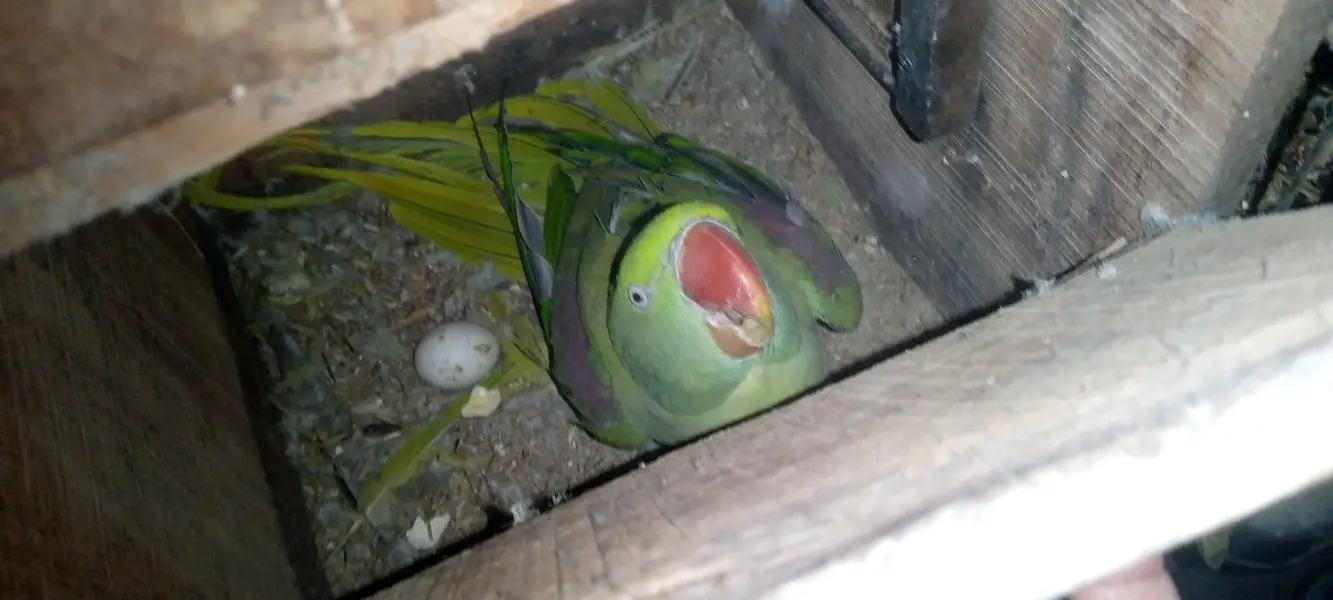 Breeder parrot pair — photo 3