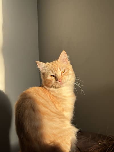 Female cat