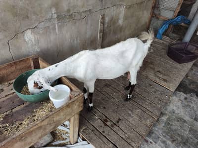 taidy bakri with male child 2.5 month