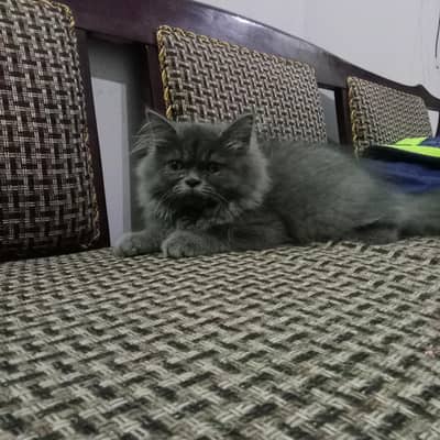 Persian cat triple coat