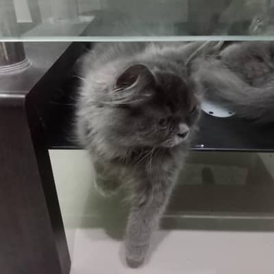 Persian cat triple coat