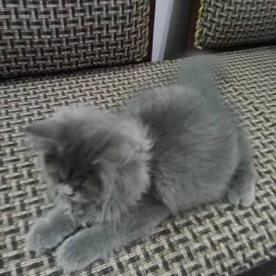 Persian cat triple coat