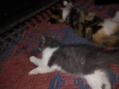 persion cat