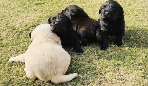 Labrador puppies