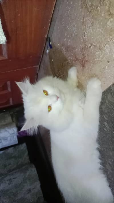 is ko breed Ka Lia bhi la sakty hain