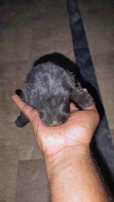 Labrador retriever puppie jis ko chai h rabta kry