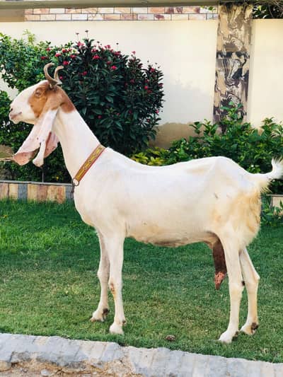 Yousuf Goat Farm